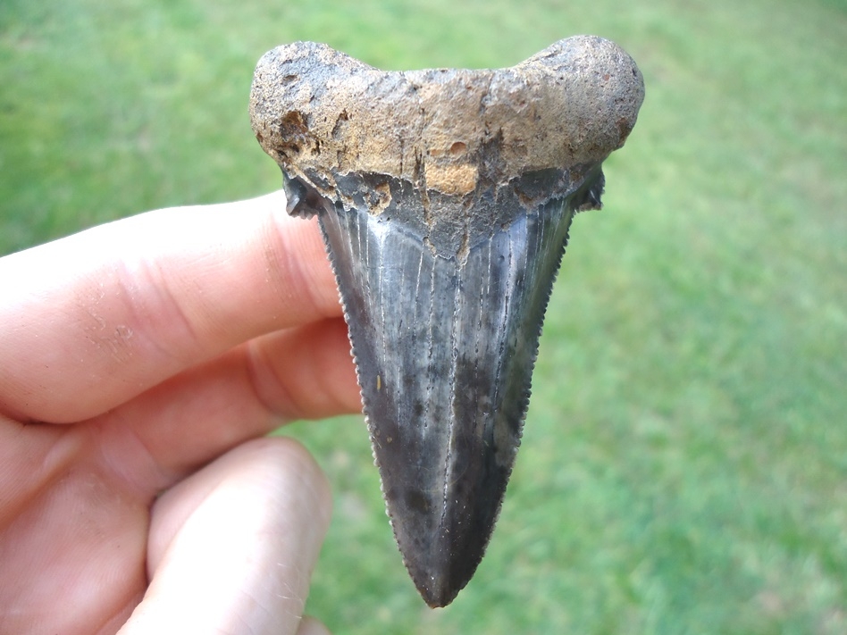 Very Symmetrical Auriculatus Shark Tooth